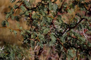 304 Namibia Okt 2006 Kameldornbusch.JPG